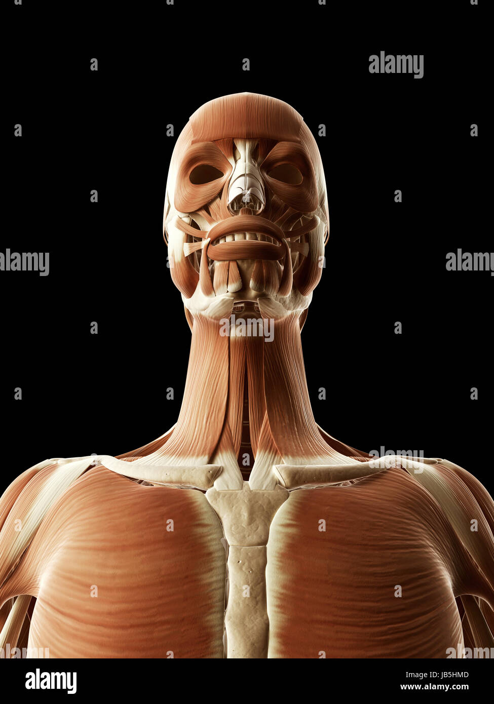 Illustration médicale de la tête et le visage muscles Banque D'Images