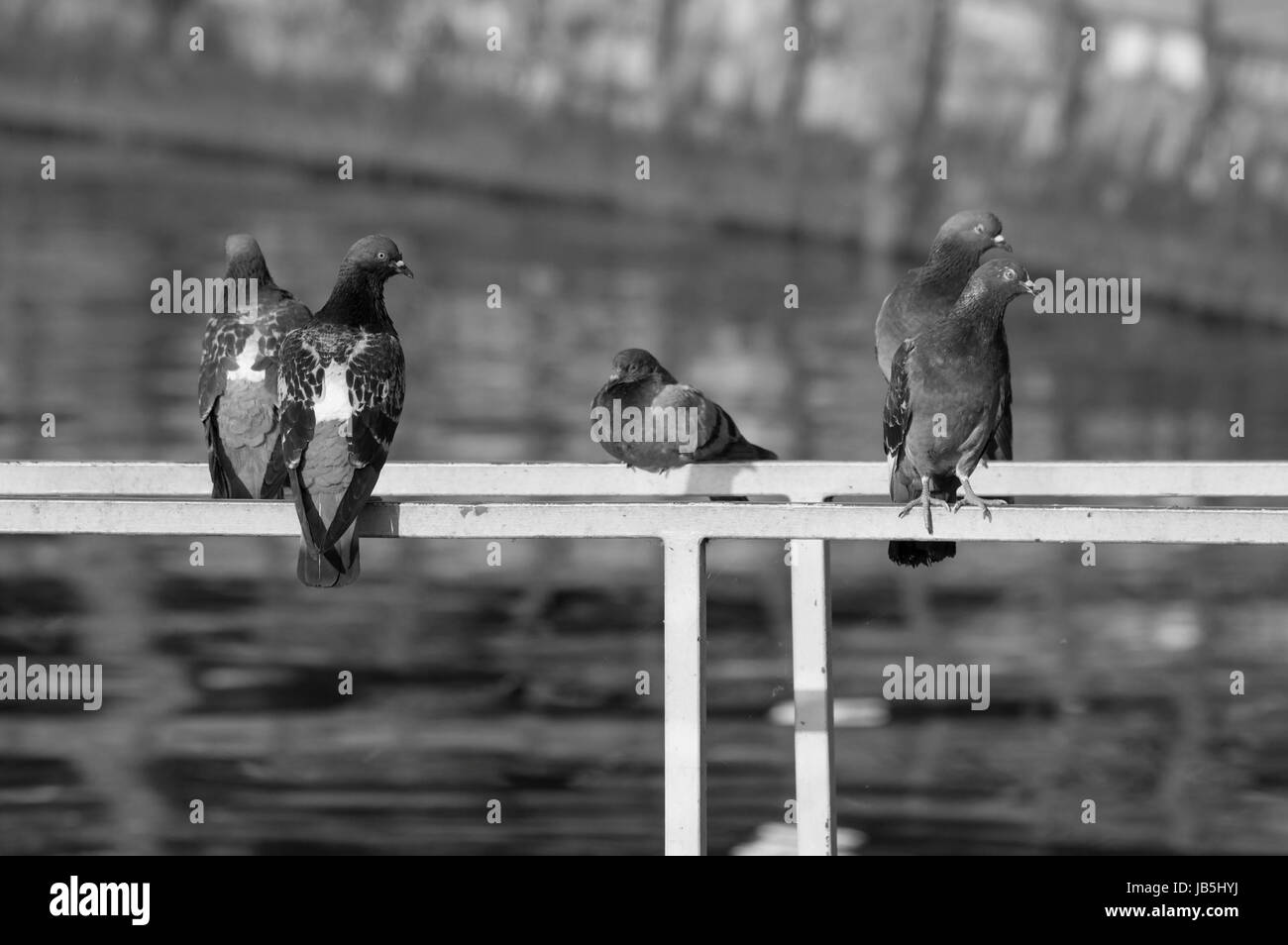 Les pigeons se reposant sur la jetée du lac de Côme Banque D'Images