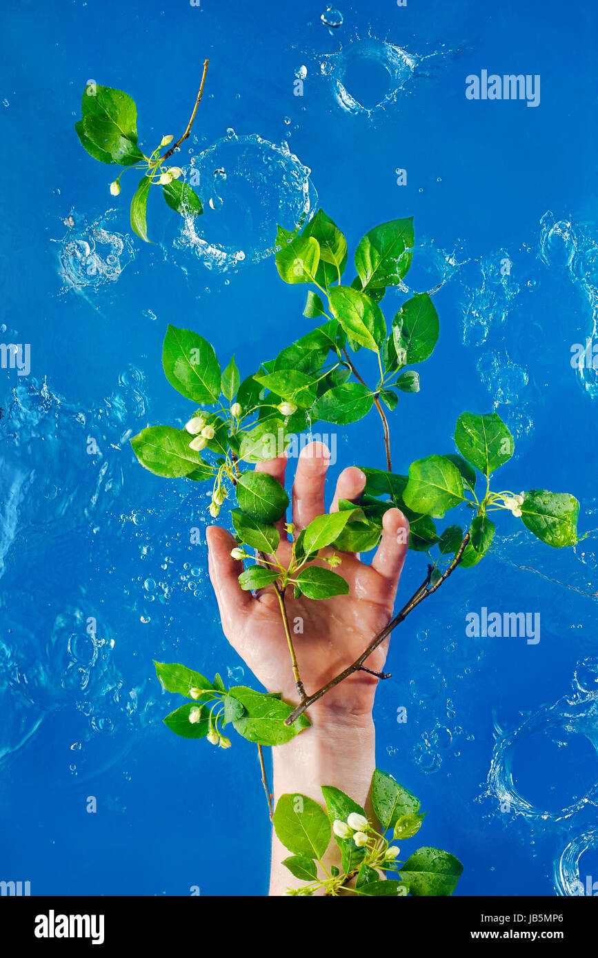 Main Femme avec fleurs de printemps de bird cherry et apple tree dans l'eau des vagues sur un fond bleu Banque D'Images