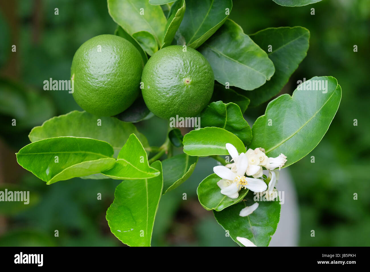 Sapin avec des fruits libre de choisir le but. Les matières premières de l'alimentation de la Thaïlande. Banque D'Images