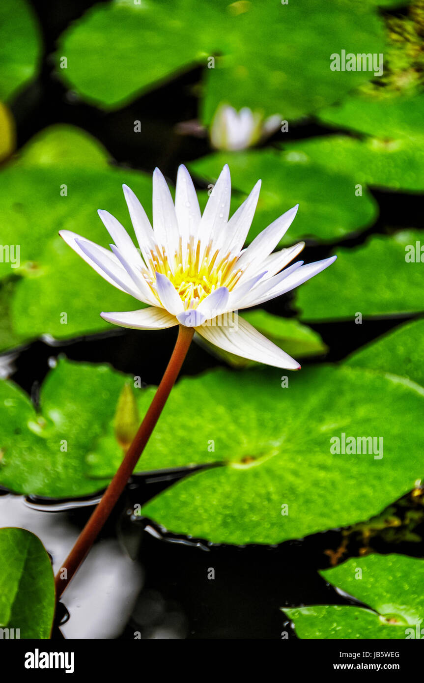 Einzelne weiße Seerose mit grünen Blättern im Hintergrund. Banque D'Images