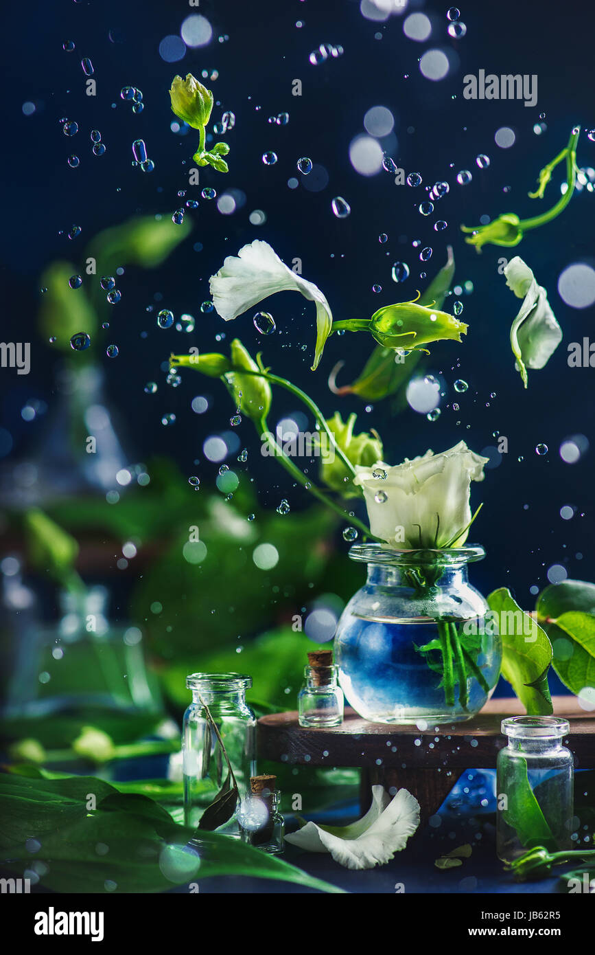 Eustoma flottant fleurs, pétales, de bourgeons et de gouttes d'eau en mouvement sur un fond sombre avec de beaux bokeh Banque D'Images