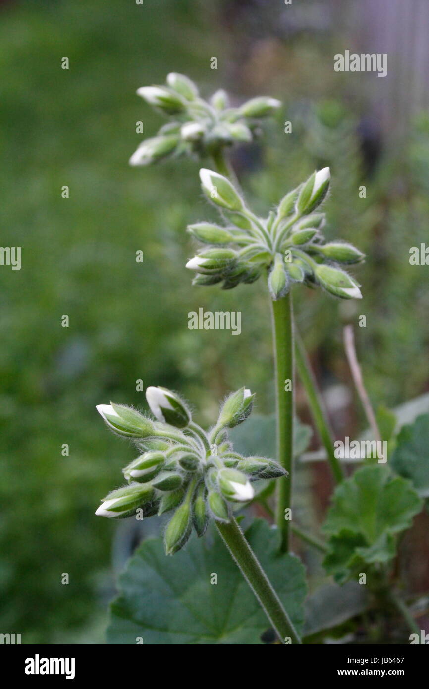 Trio de tête Fleur de géranium blanc Banque D'Images