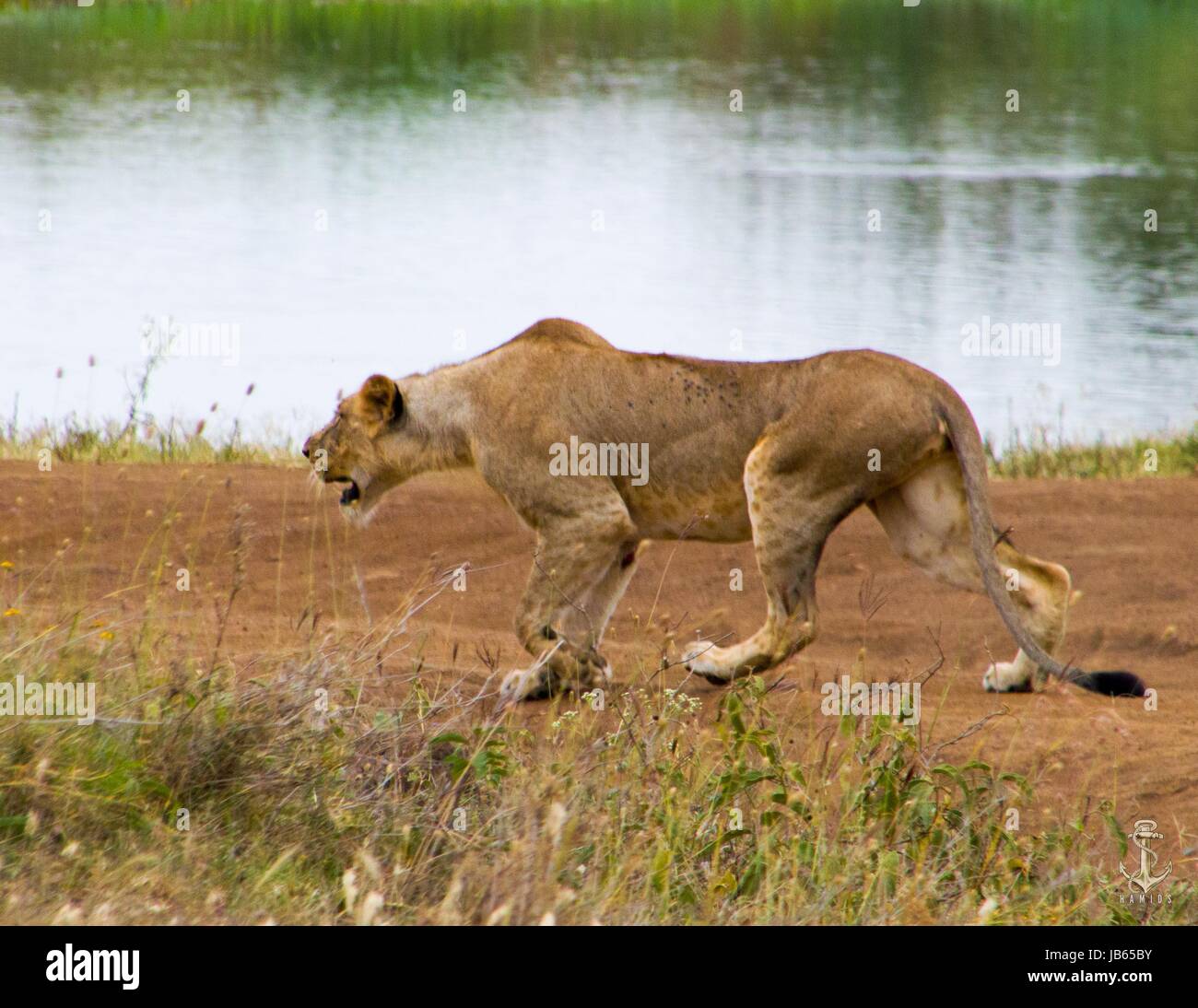 Lion sur l'étalement urbain dans le Parc National de Nairobi. La préparation d'attaquer un entendu parler de zèbres Banque D'Images