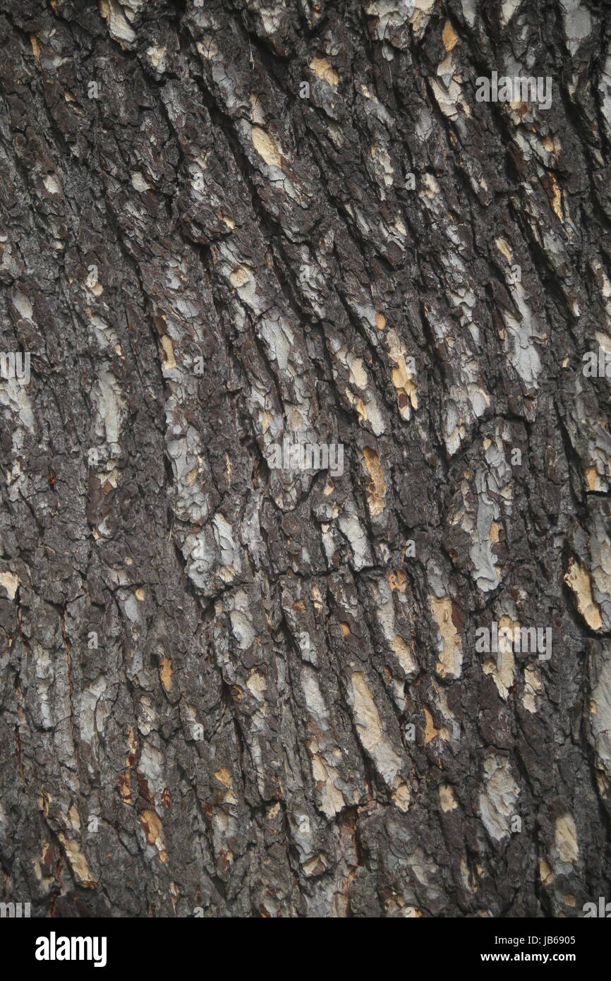 Close up de texture d'arbre, bon abstract background Banque D'Images