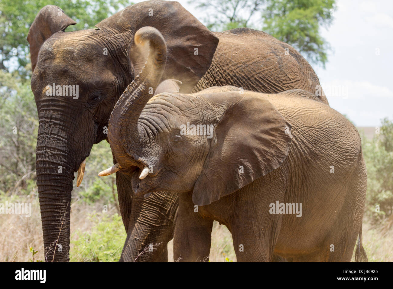 L'éléphant africain (Loxodonta africana) ou bush africain Elephant Banque D'Images