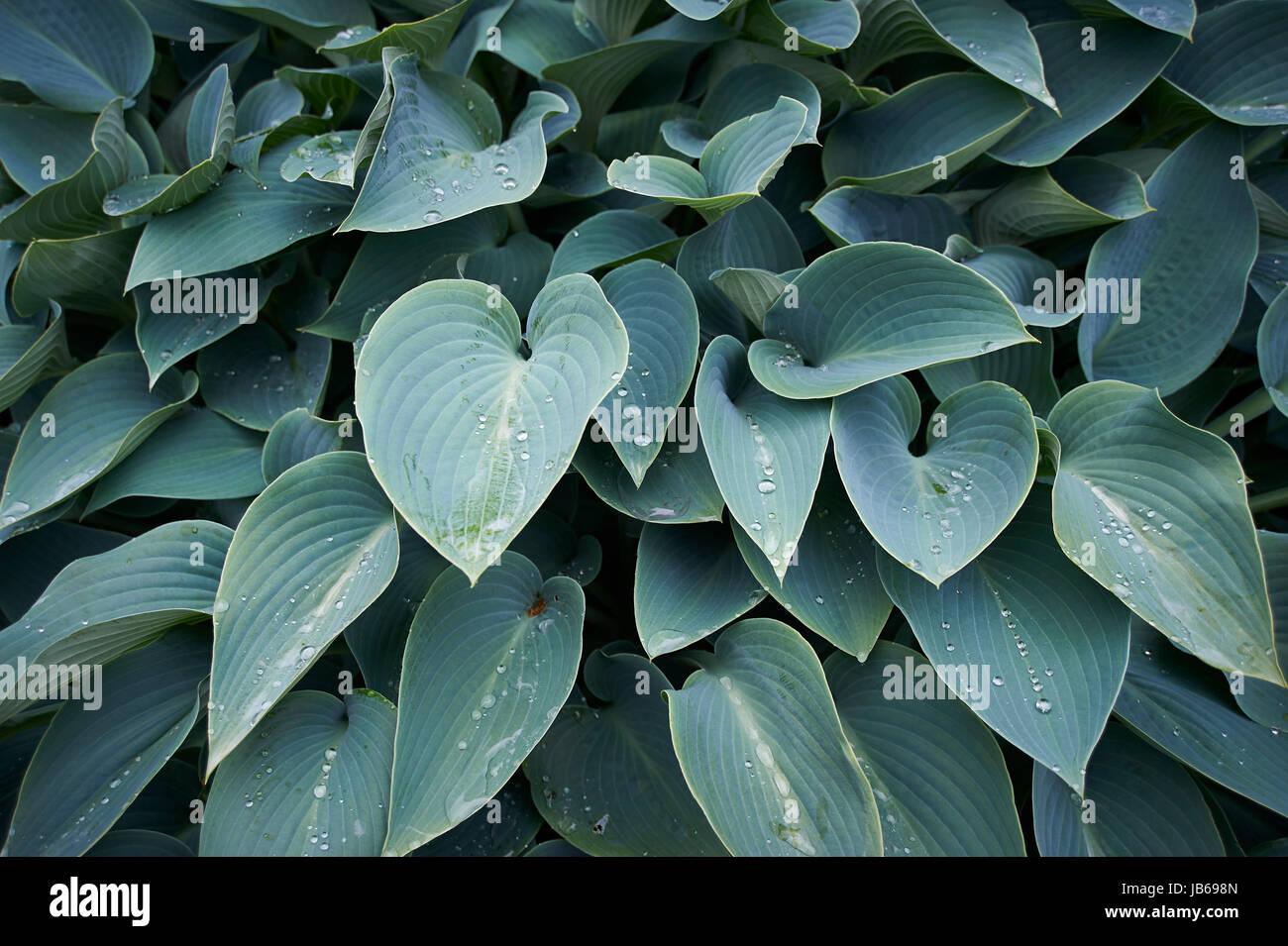 Hosta plante avec des gouttes d'eau de pluie fraîche dans Holehird Gardens Banque D'Images