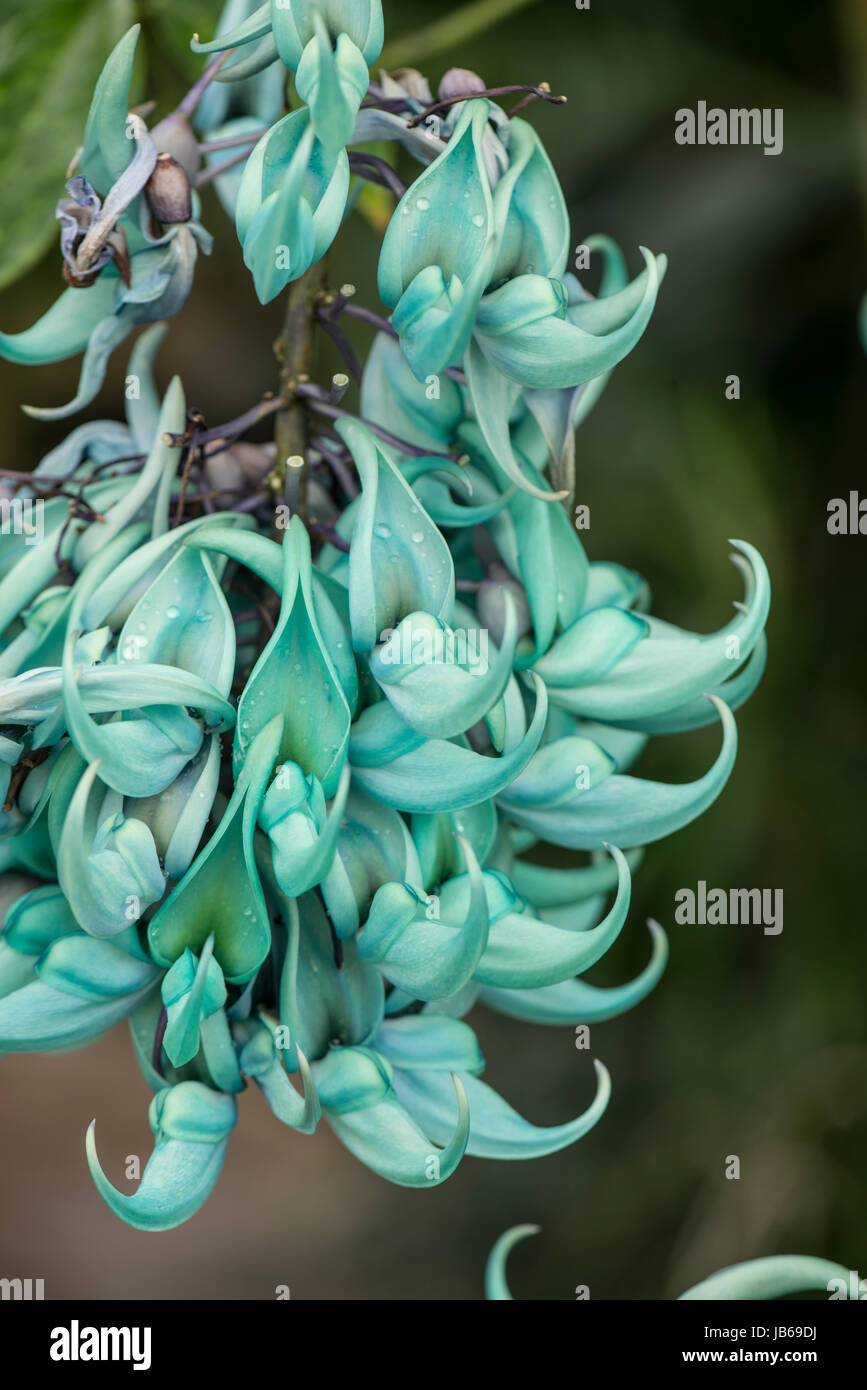 Strongylodon macrobotrys : Vigne de Jade. Jardin botanique, Surrey, UK Banque D'Images