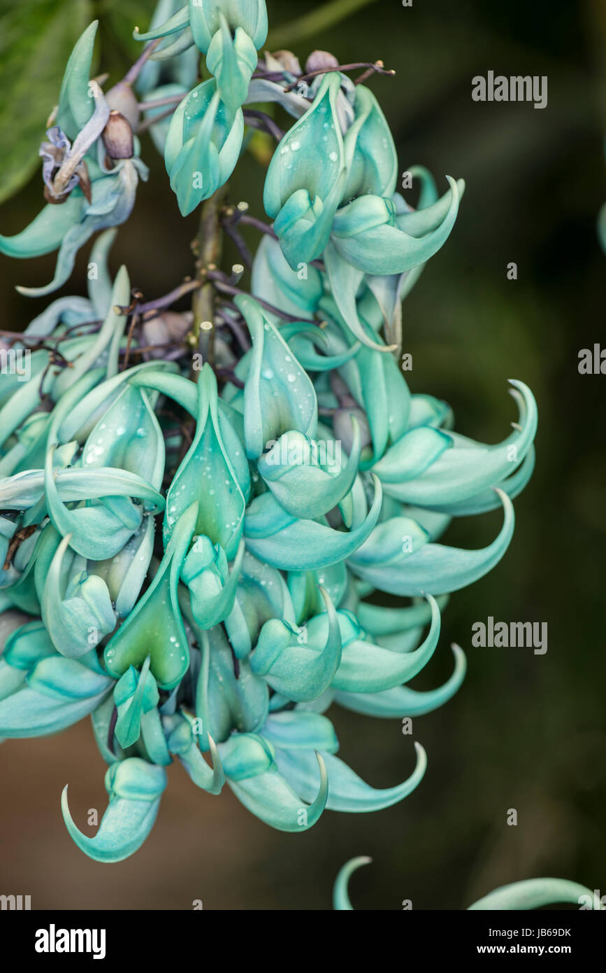 Strongylodon macrobotrys : Vigne de Jade. Jardin botanique, Surrey, UK Banque D'Images