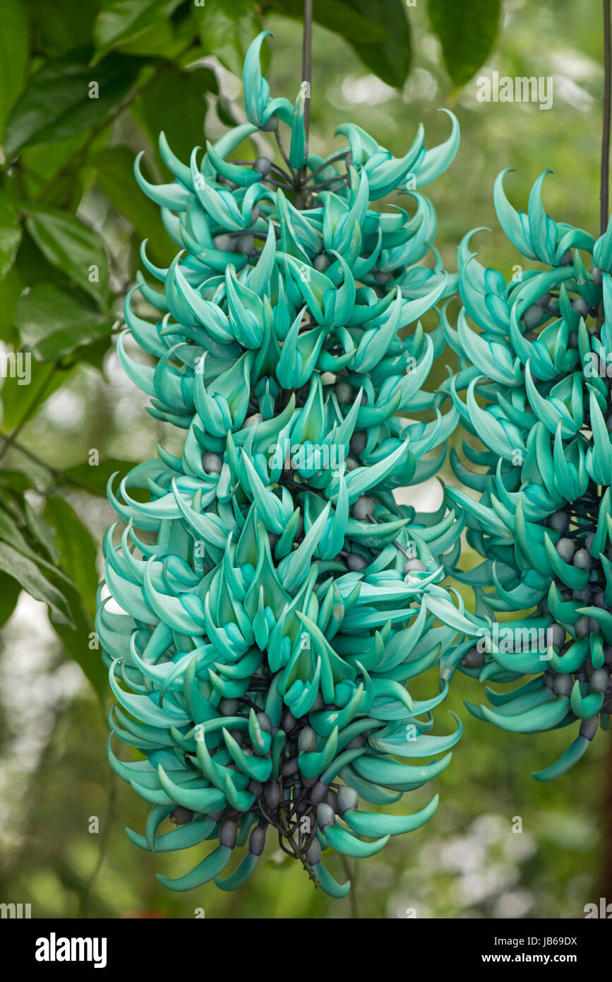 Strongylodon macrobotrys : Vigne de Jade. Jardin botanique, Surrey, UK Banque D'Images
