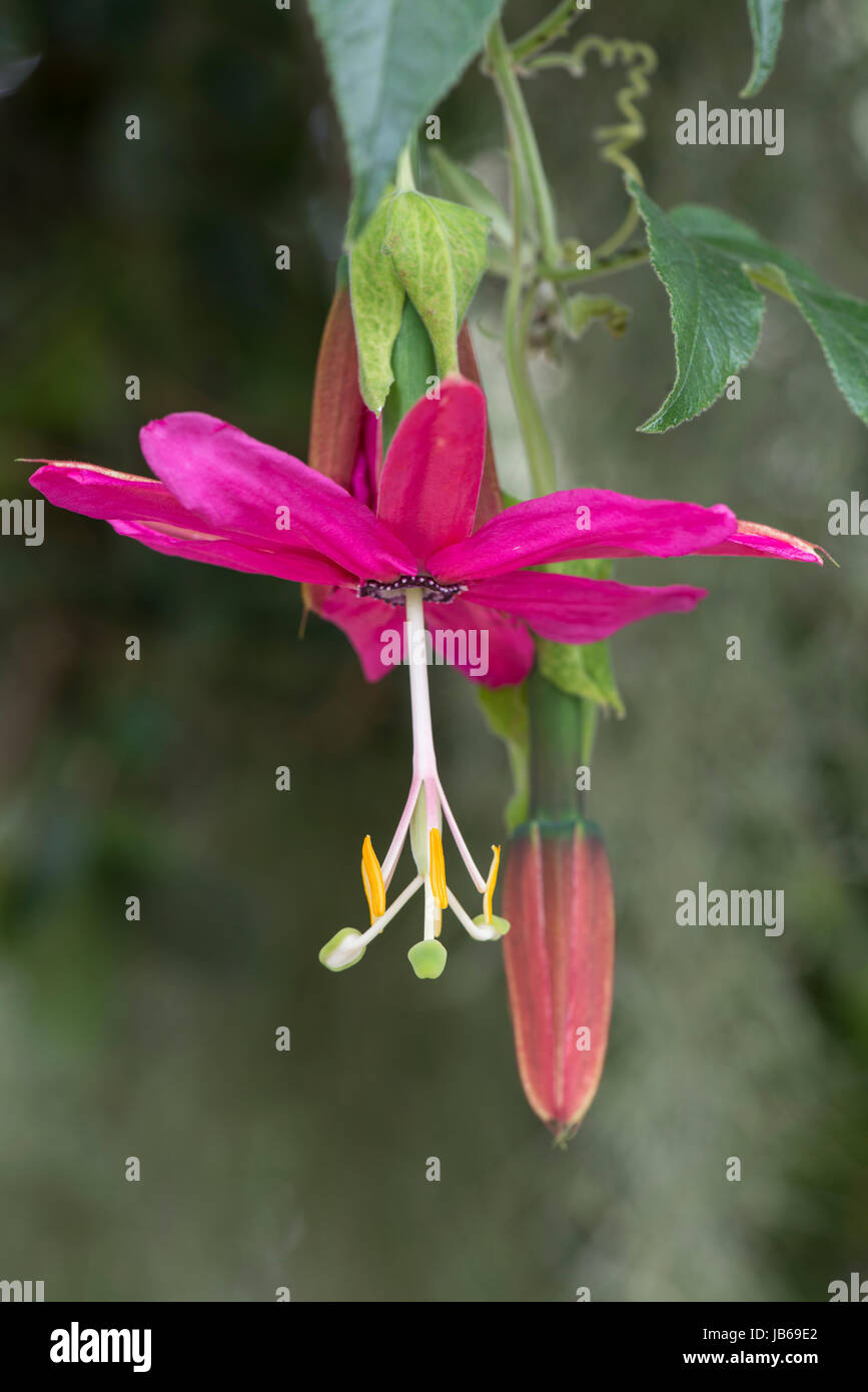 La passion des fleurs : Passiflora tarminiana. Banque D'Images