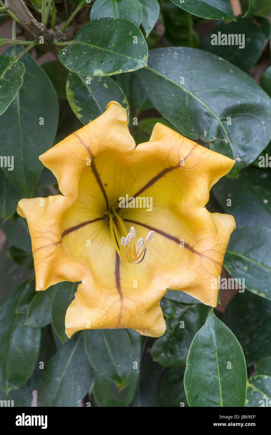 Tasse de vigne d'Or ou Golden Chalice Vine, ou Hawaiian Liily : Solandra maxima. Banque D'Images