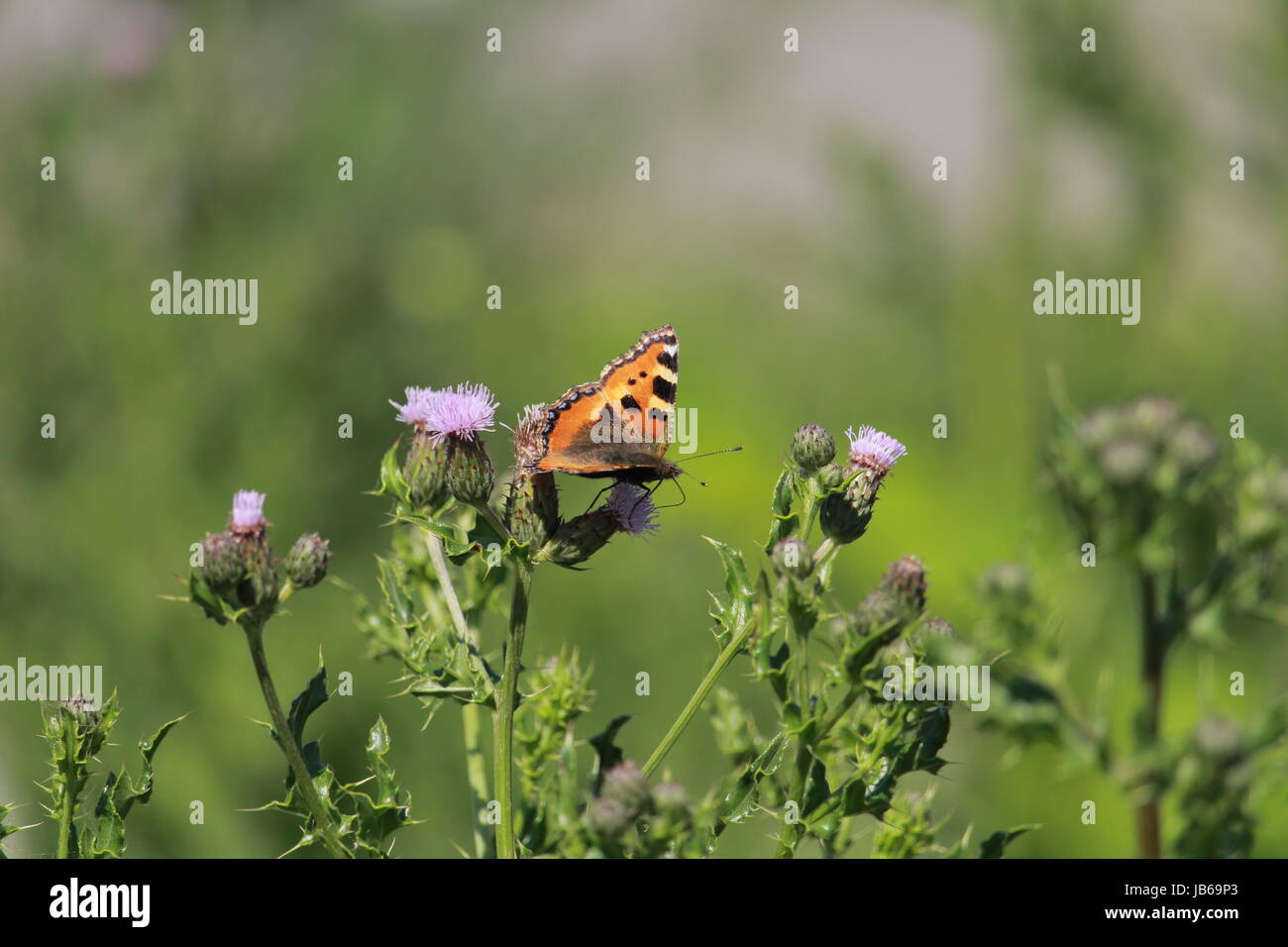 Un papillon très coloré qui se nourrit d'une feuille dans la nature Banque D'Images