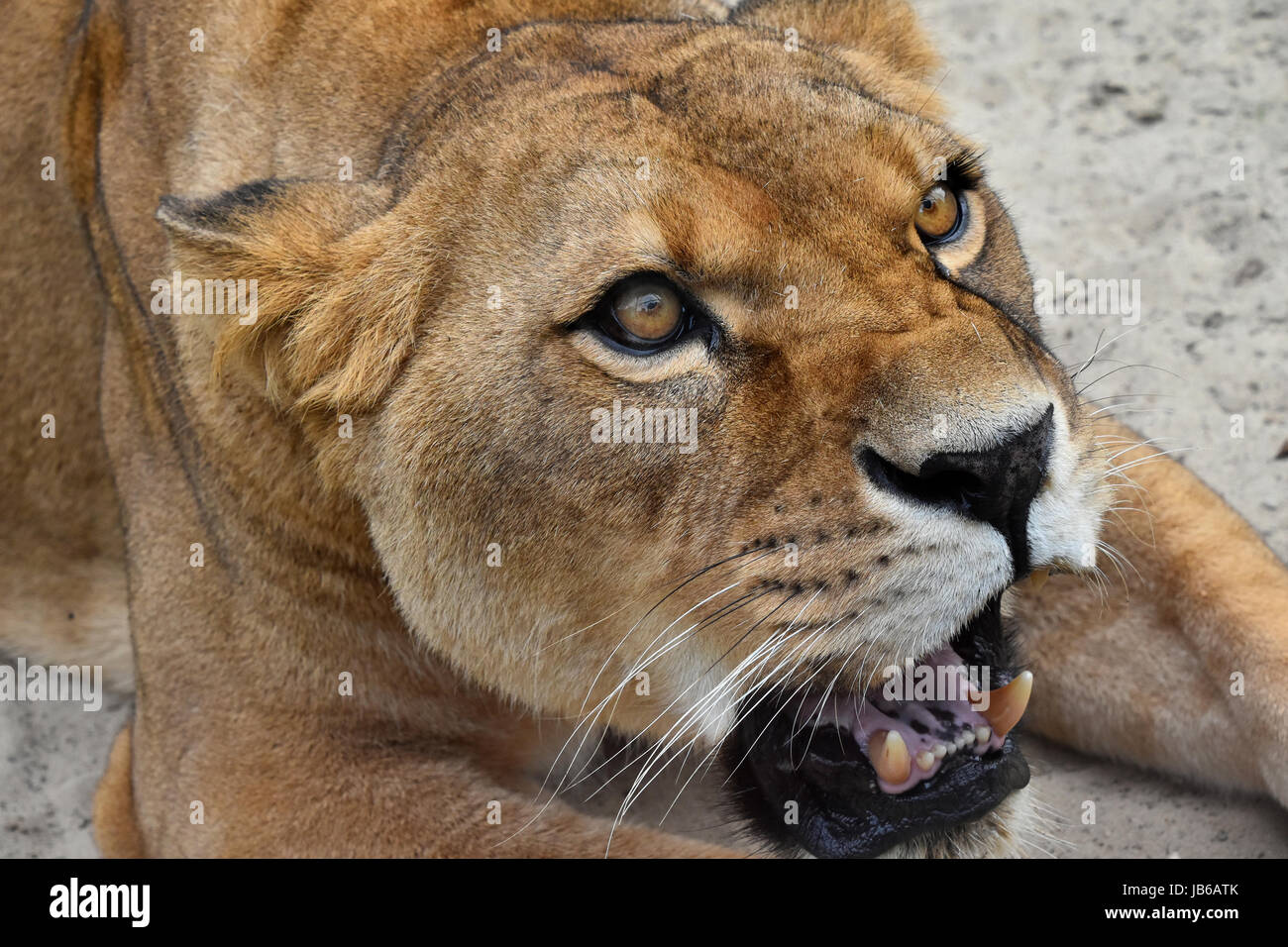 Close up portrait of mature femelle magnifique lionne d'Afrique, en colère contre ses dents, rugissant et à côté de l'appareil photo, high angle view Banque D'Images