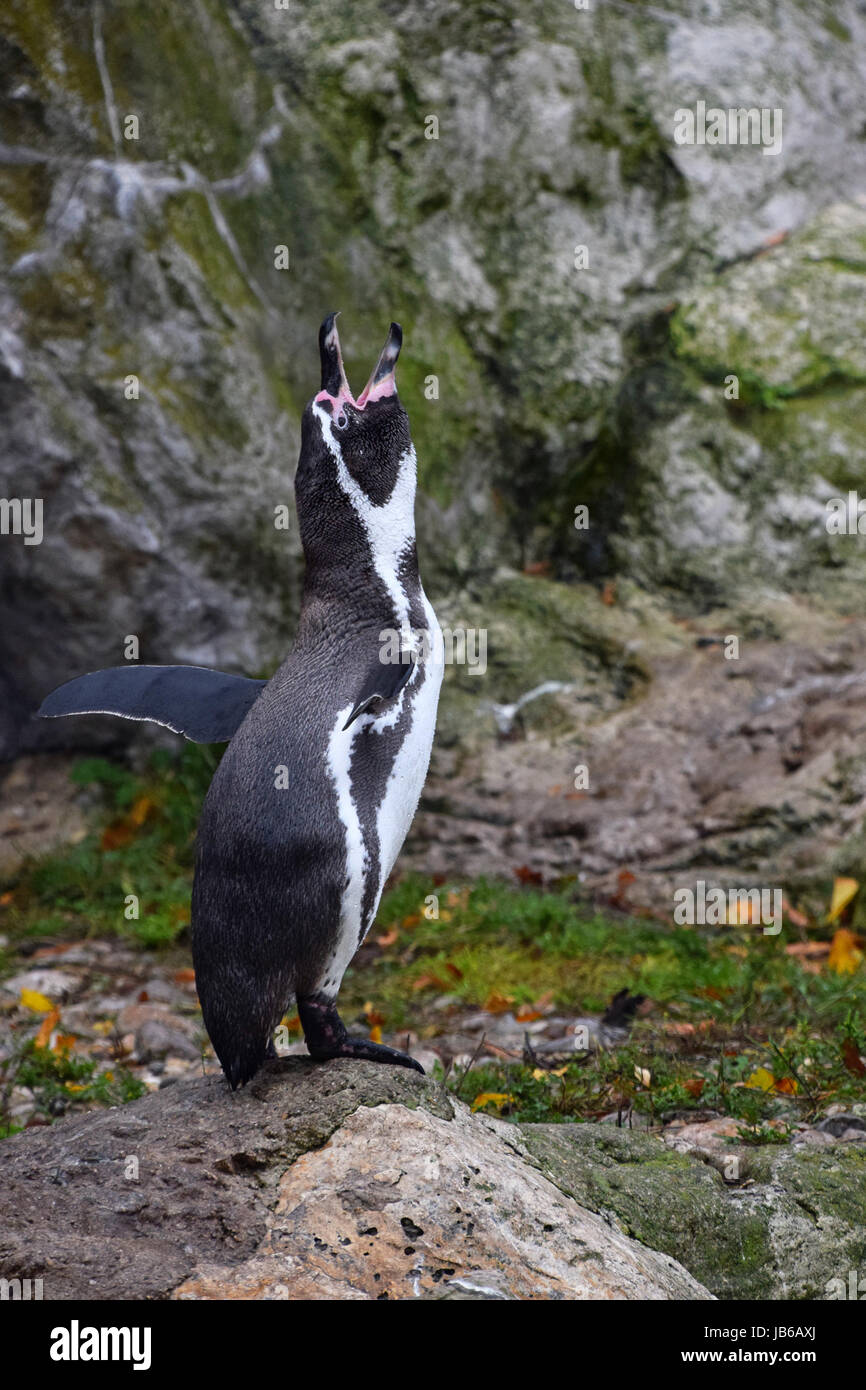 Un penguin debout sur les ailes et l'épandage de roche, appelant au cours de l'accouplement de la danse, Close up, low angle view, Banque D'Images
