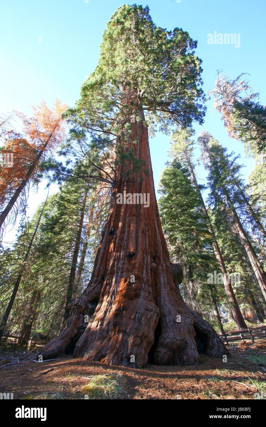 Le Séquoia géant (bois rouge) des arbres au parc national de Sequoia et de Kings, Californie, USA. Banque D'Images
