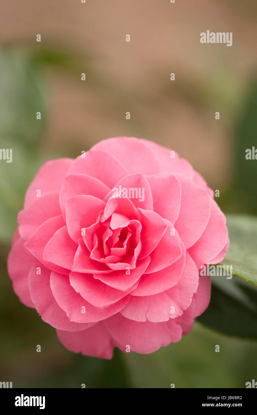 Camellia rose (Camellia japonica). Banque D'Images