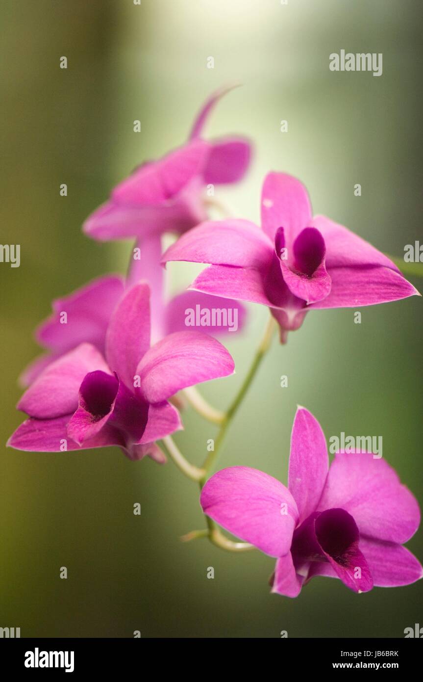 Dendrobium bigibbum var. compactum 'Harford'. Banque D'Images