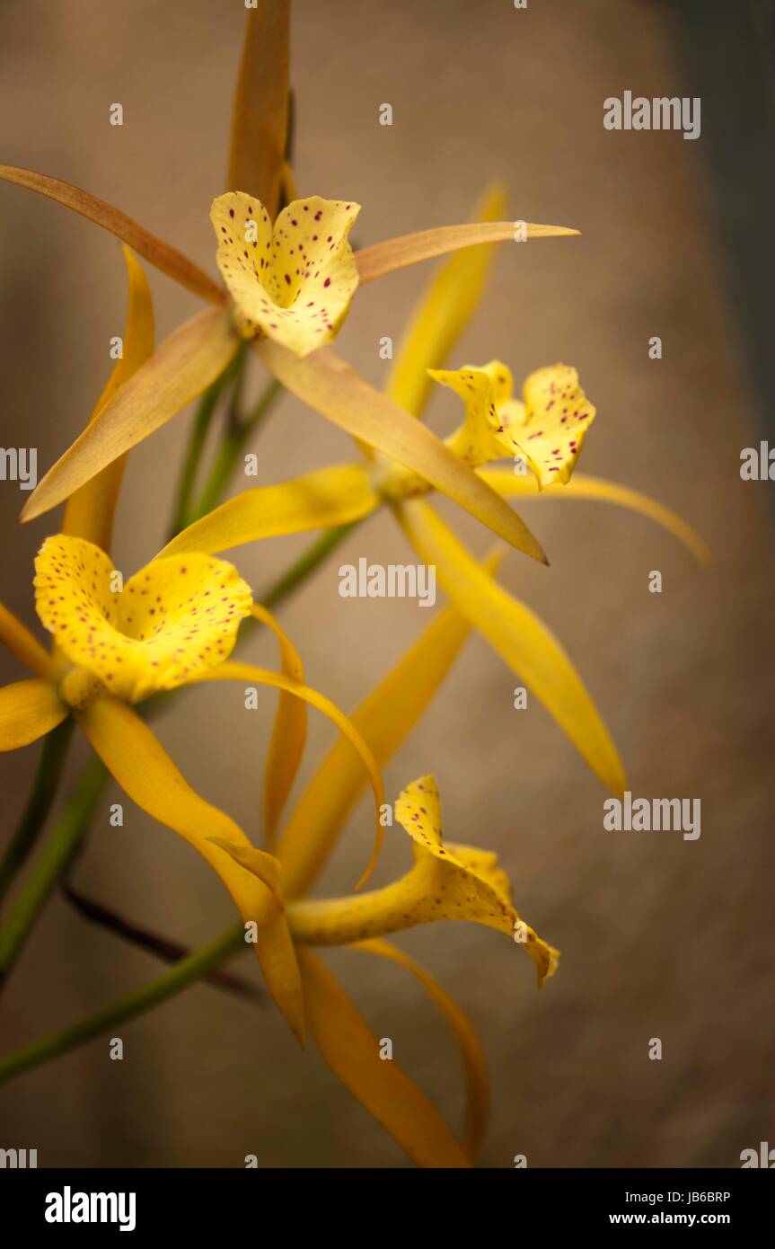 Brassolaelia 'Yellow Bird'. Banque D'Images