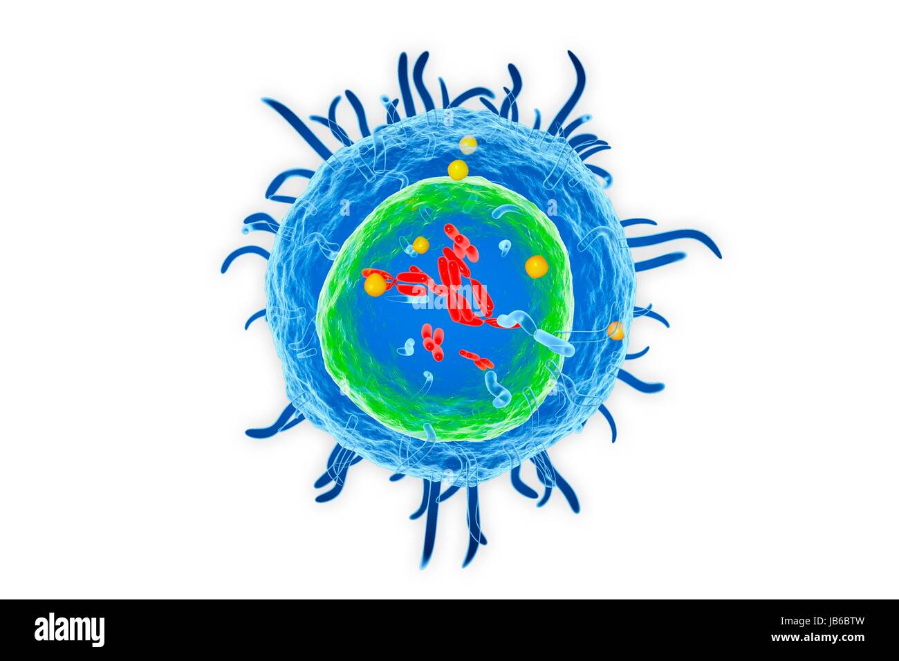 Des lymphocytes T taux de globules blancs, de l'illustration Photo Stock -  Alamy