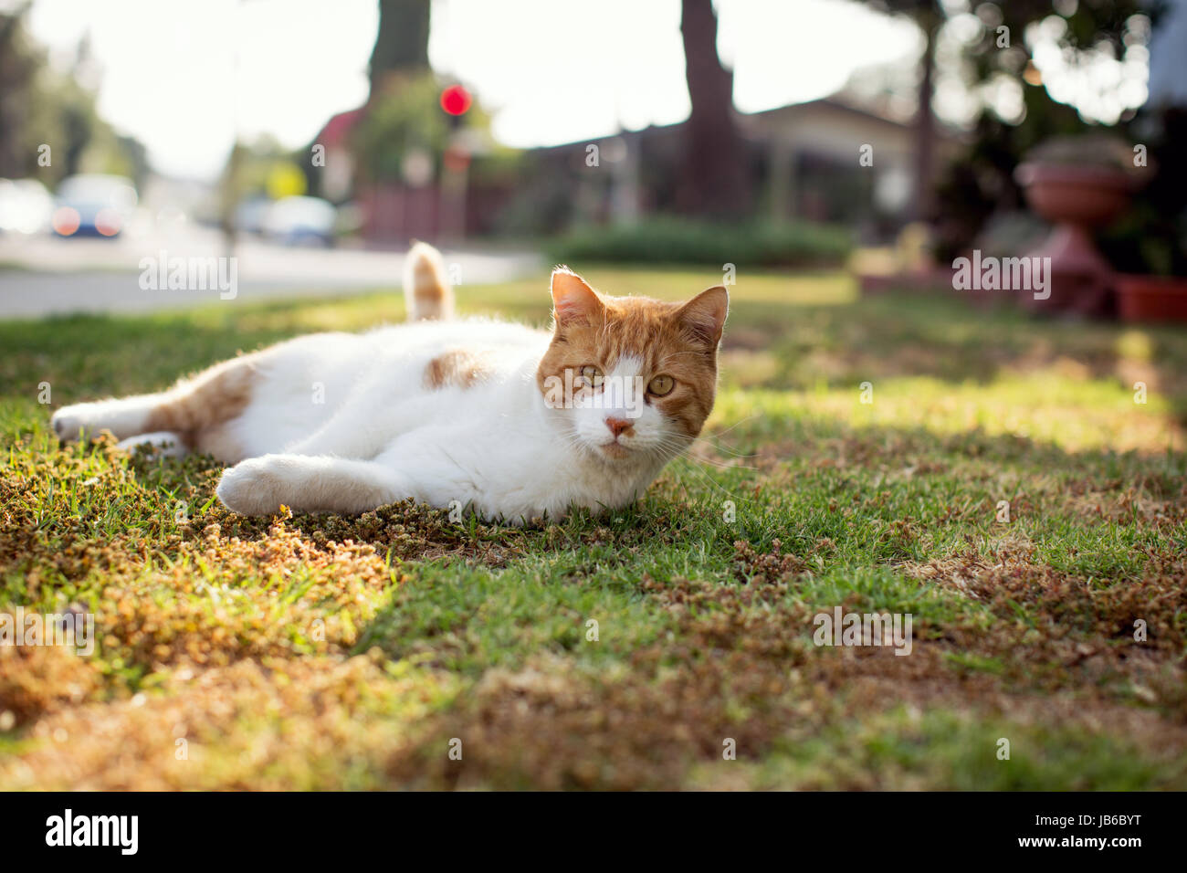 Orange et blanc tabby cat allongé sur une pelouse dans la lumière dorée de l'après-midi. En regardant la caméra. Banque D'Images