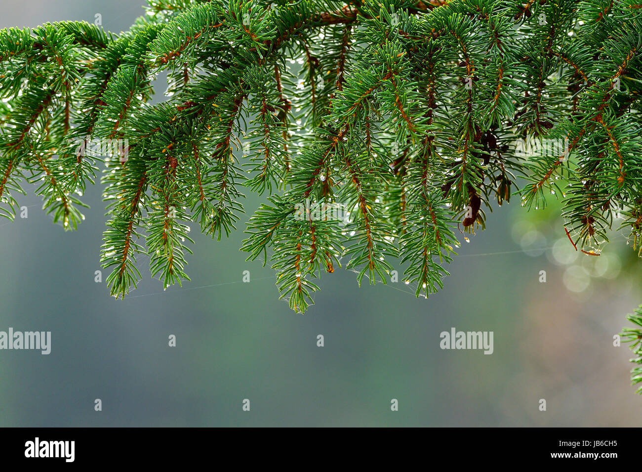 Image paysage d'une branche de sapin avec copie espace en bas Banque D'Images