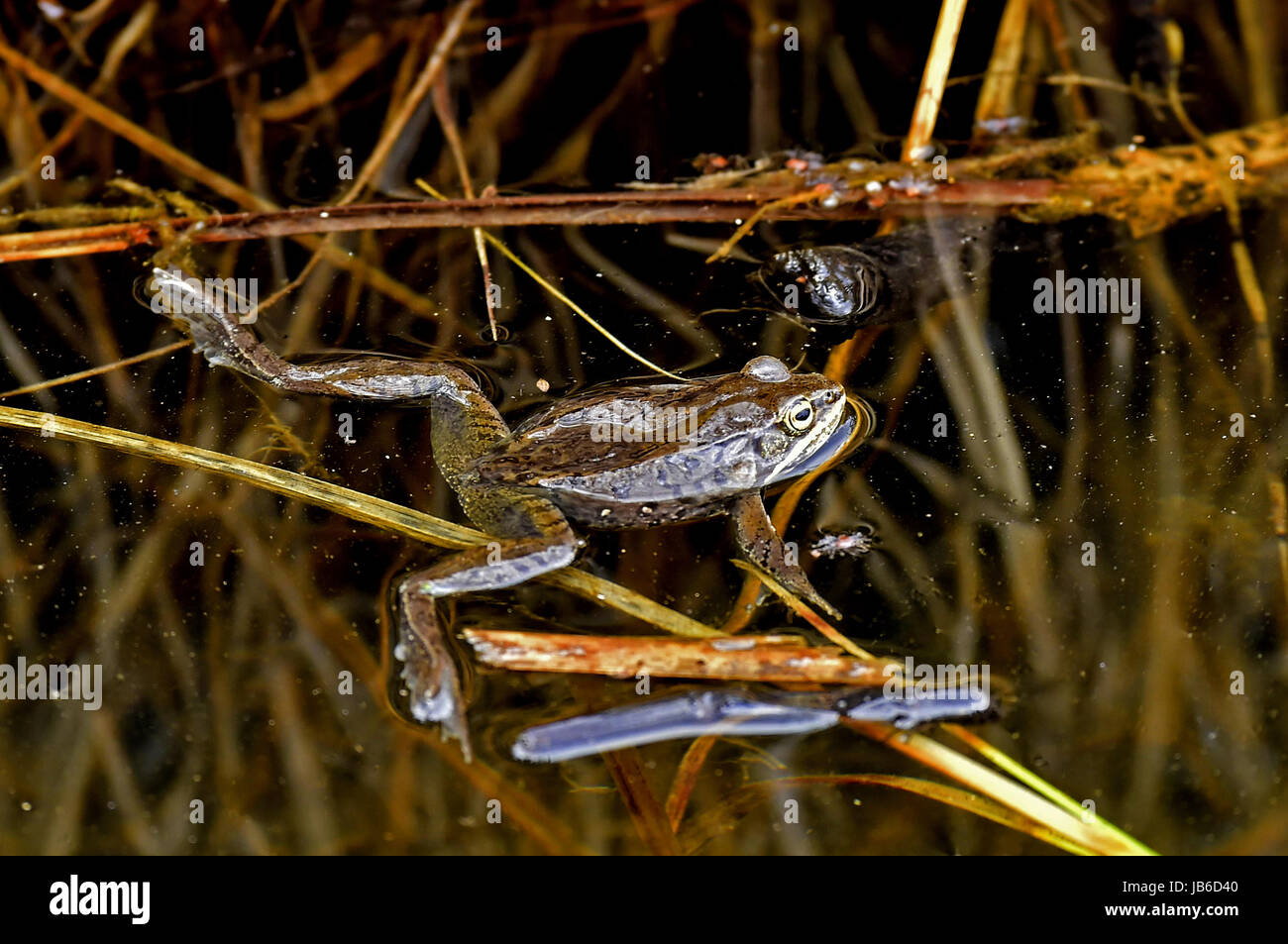 Appât flottant Feed Käders Skip 15 fait main grenouille en bois 15