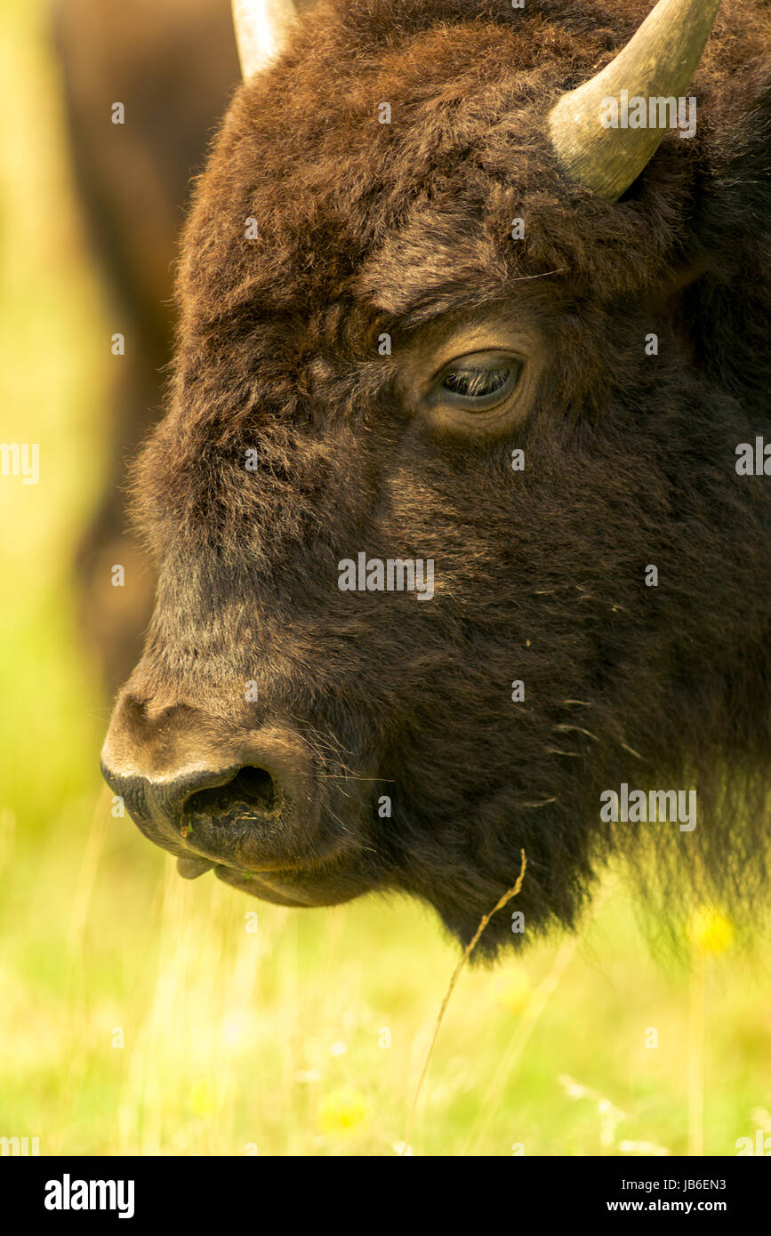 Bison américain ups fermer Banque D'Images