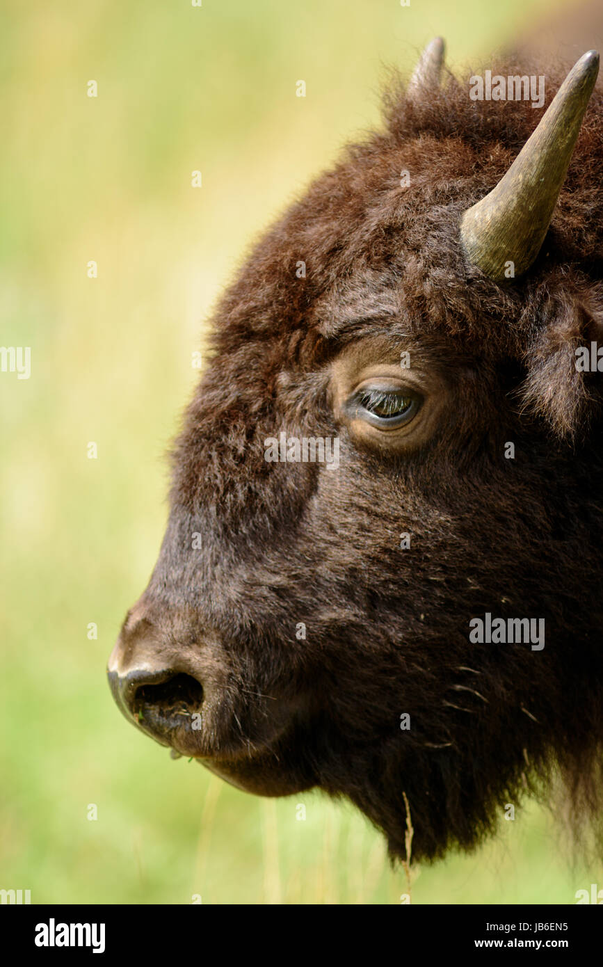 Bison américain ups fermer Banque D'Images