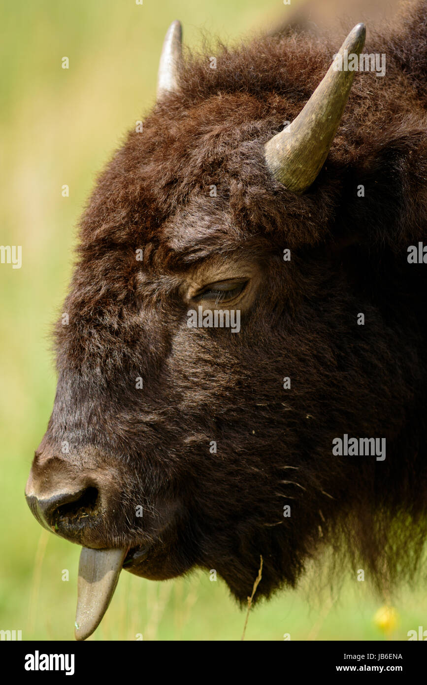 Bison américain ups fermer Banque D'Images