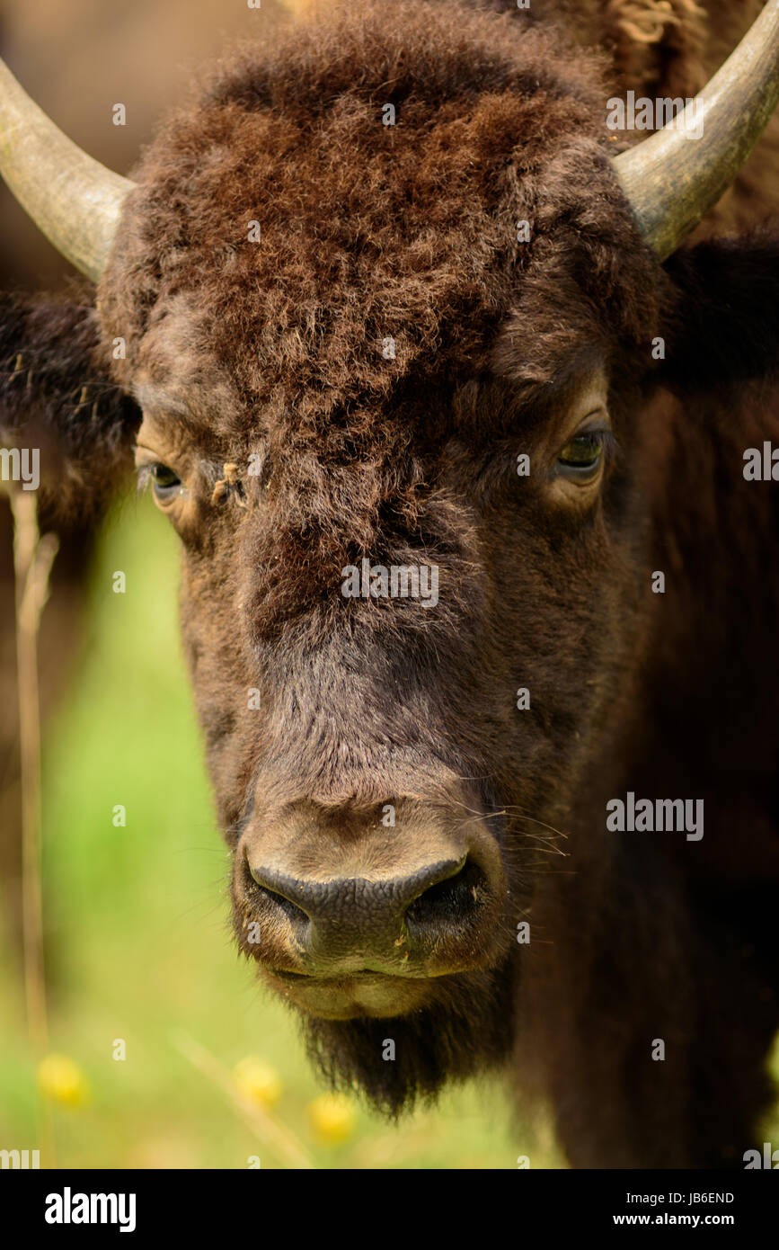 Bison américain ups fermer Banque D'Images
