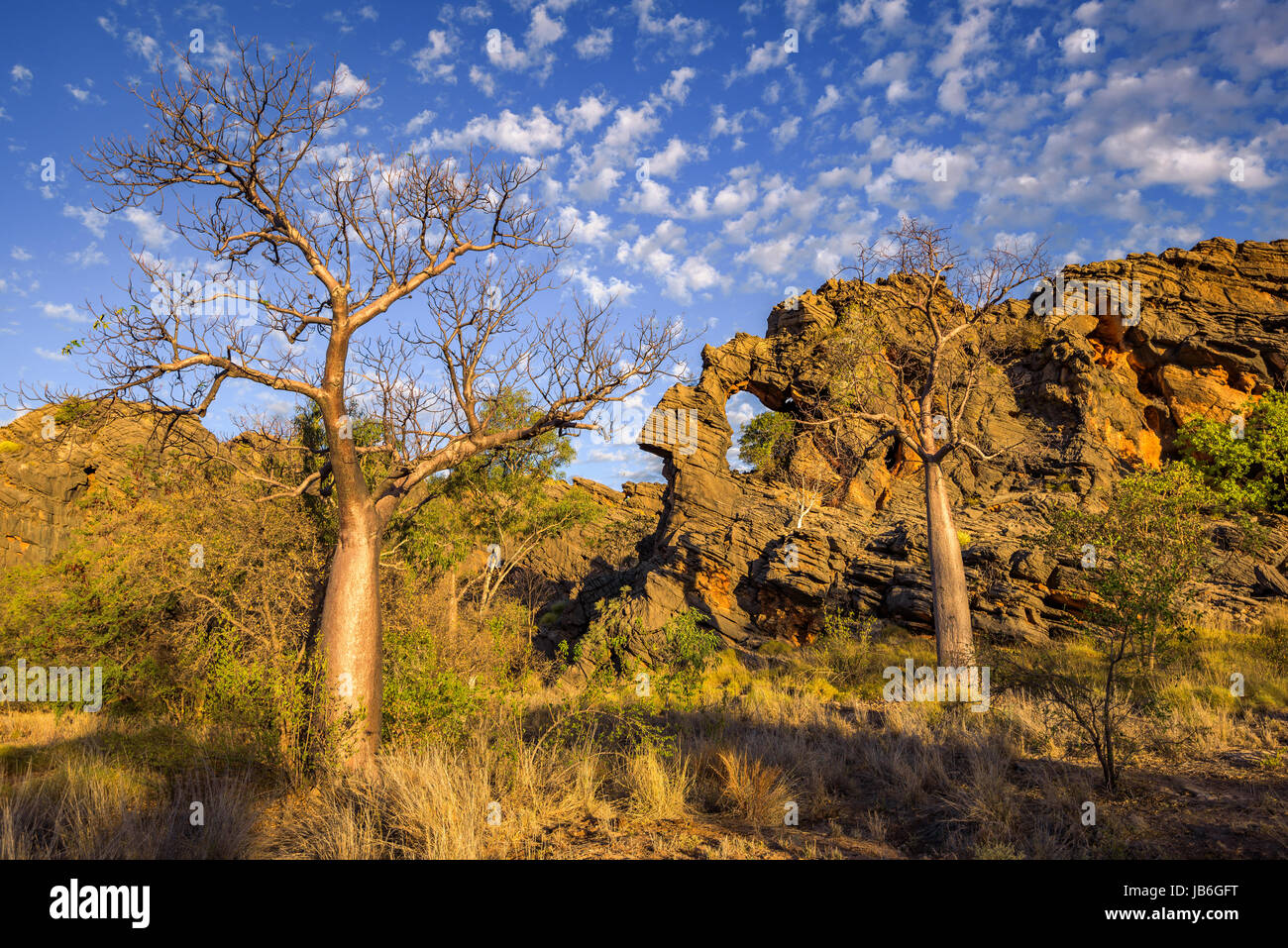 Les baobabs au récif dévonien dans Gamme Oscar Parc de conservation. L'ouest de l'Australie Kimberley Banque D'Images