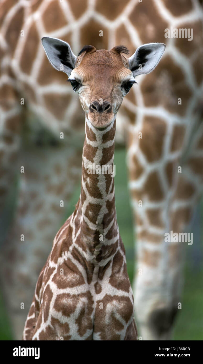 Wellington En Floride Aux Etats Unis 9 Juin 17 Une Jeune Girafe Est Vu A Lion Country Safari Qui A Gagne Le Prix Du Tourisme Du Comte La Providencia Old Nafari Ce