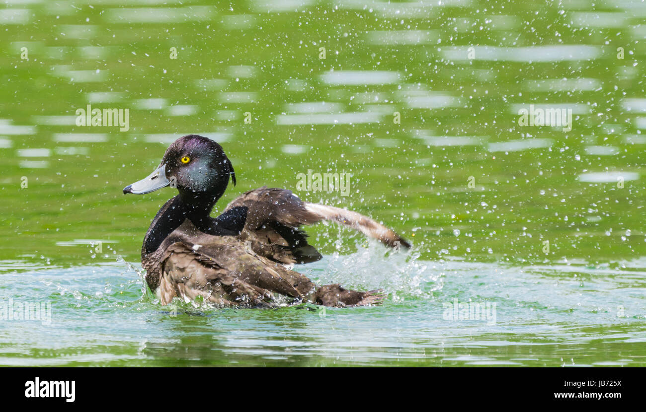 Fuligule morillon (Aythya fuligula) s'éclabousser dans l'eau sur un lac dans le West Sussex, Angleterre, Royaume-Uni. Banque D'Images