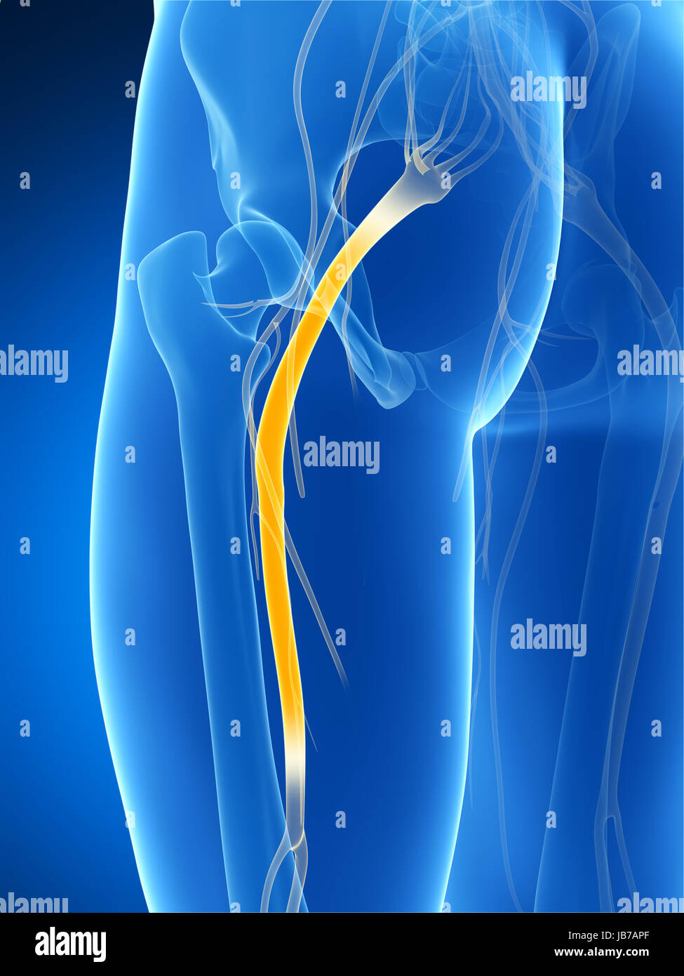 Rendu 3d illustration du nerf sciatique Banque D'Images