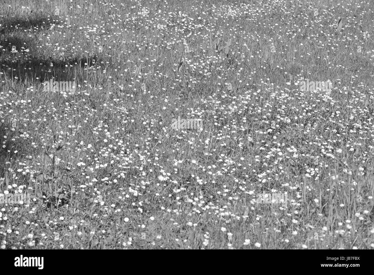 Une marguerite champ à la Country Estate en Irlande. Banque D'Images