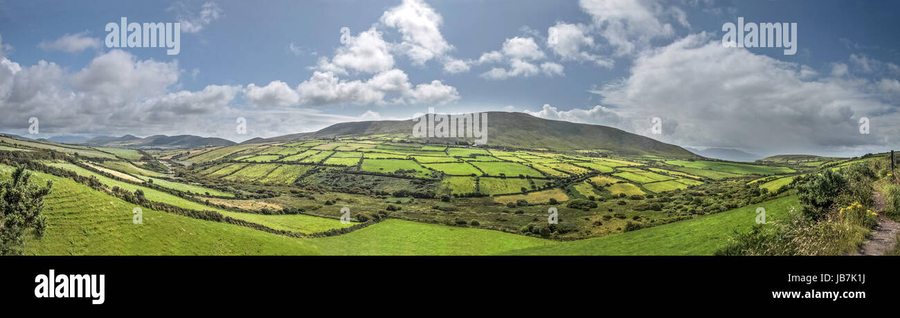 Grüne Wiesen bei Dingle, Iveragh-Halbinsel, comté de Kerry, Irlande Banque D'Images