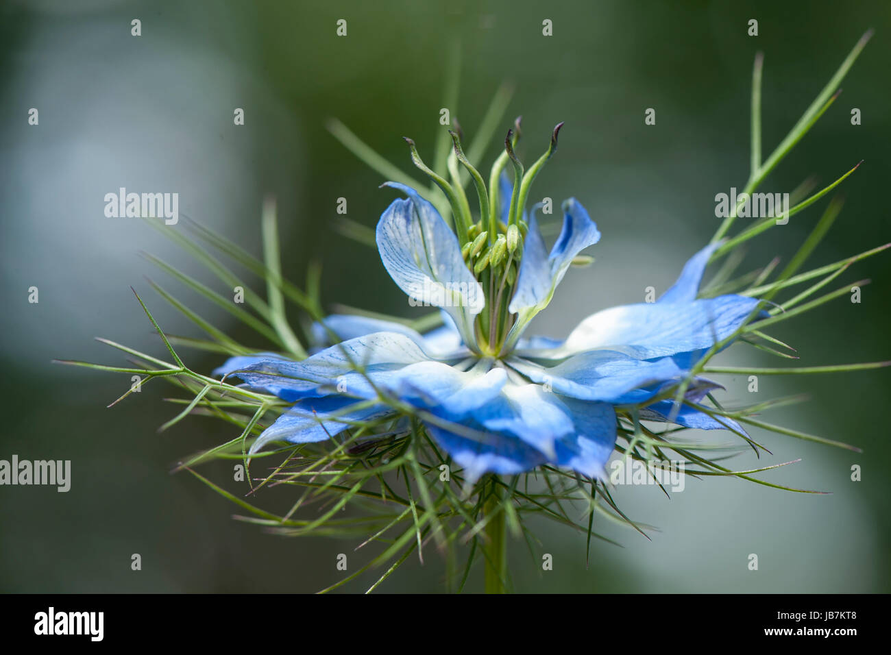 Image en gros plan de la délicate bleu, l'amour-dans-un-mist flower également connu sous le nom de Nigella damascena Banque D'Images
