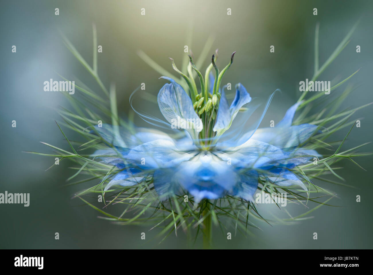 Image en gros plan de la délicate bleu, l'amour-dans-un-mist flower également connu sous le nom de Nigella damascena Banque D'Images