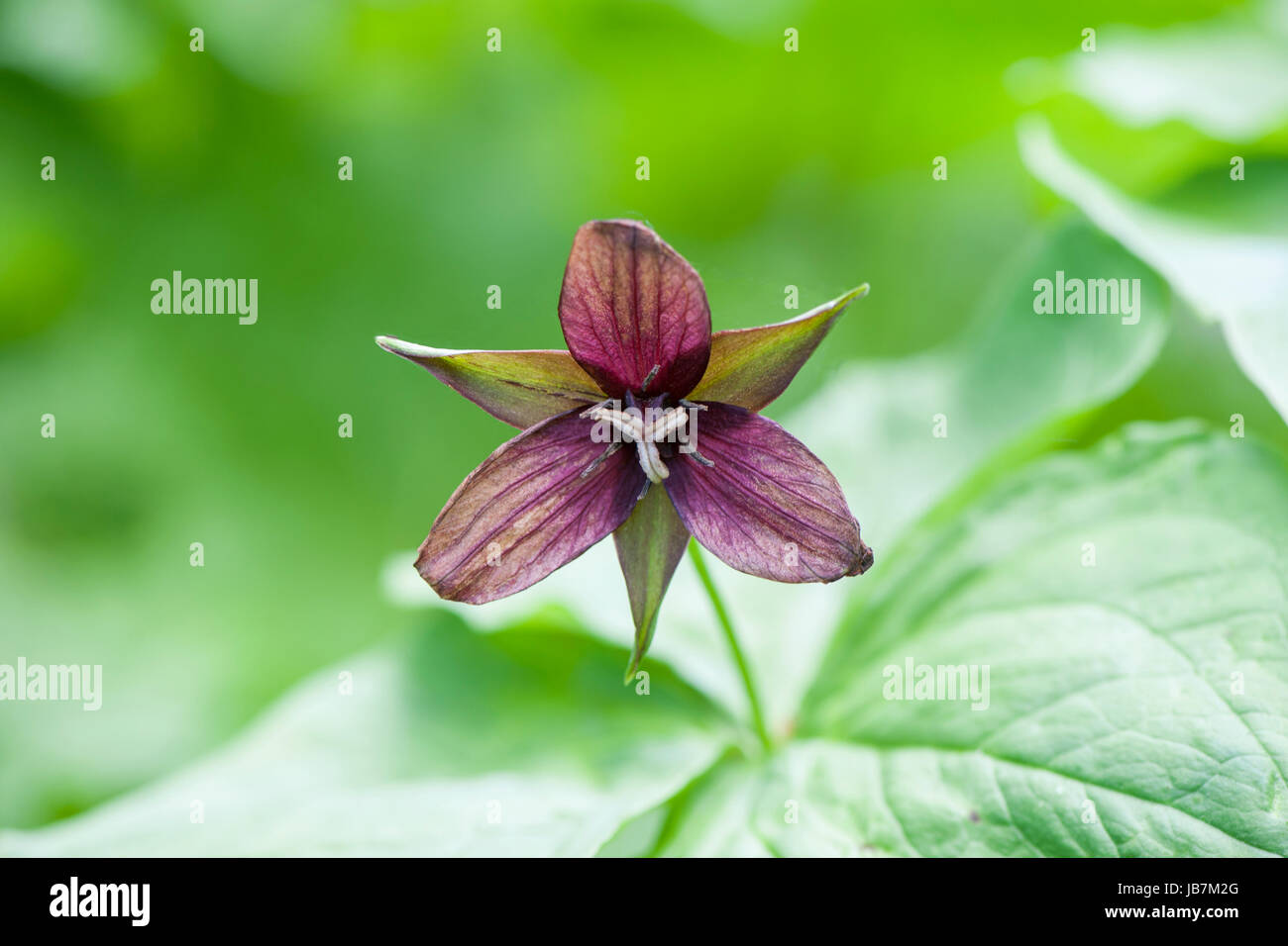 Close-up de la belle fleur de printemps Trillium erectum, également connu sous le nom de trille rouge, service-robin, Purple Trillium, Beth, racine ou Benjamin puant Banque D'Images
