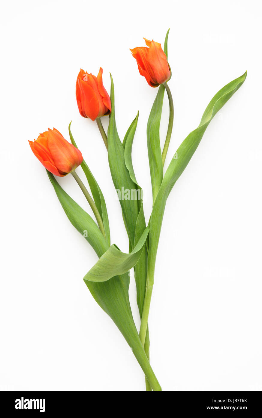 Trois tulipes orange sur fond blanc Banque D'Images