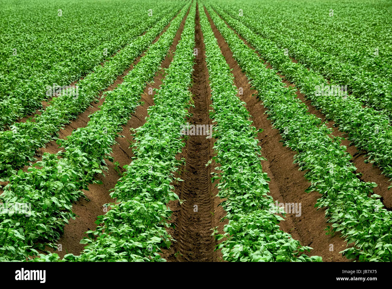 Reihen von Kartoffelpflanzen auf großem Aker, mit kräftigem, frischem Grün Banque D'Images
