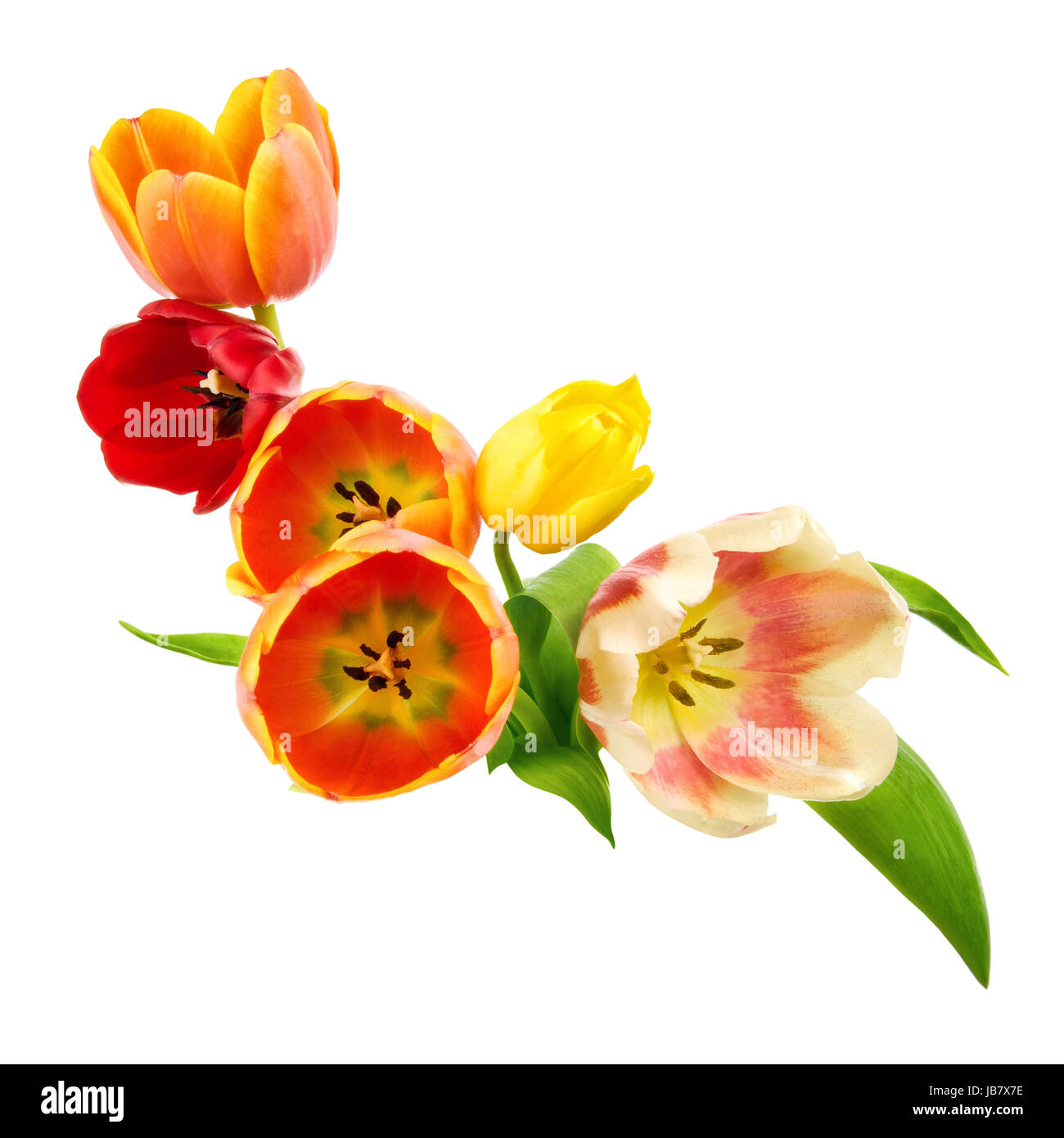 Verzierung gebundenen Tulpen aus auf rein weißem Hintergrund Banque D'Images