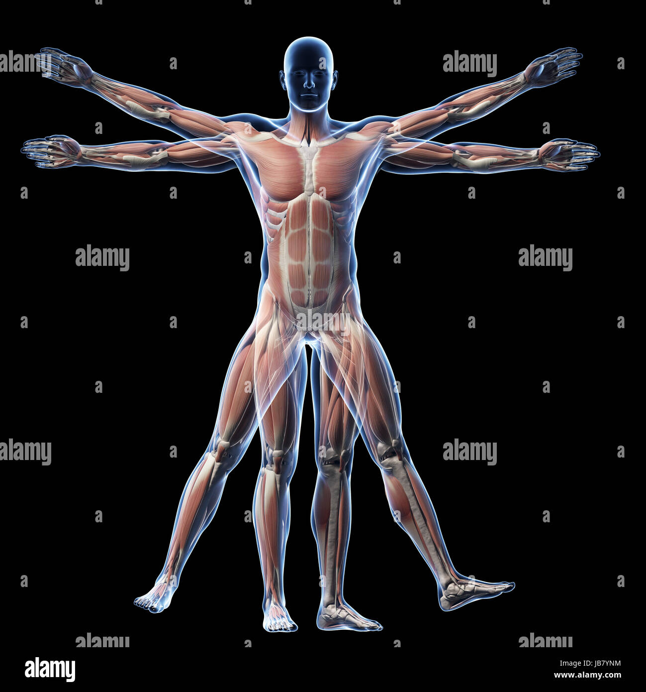Homme de Vitruve - système musculaire Banque D'Images