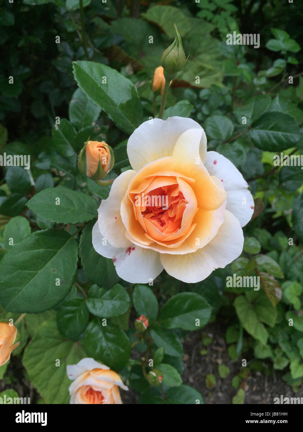 De couleur pêche délicate Rose en pleine floraison Banque D'Images