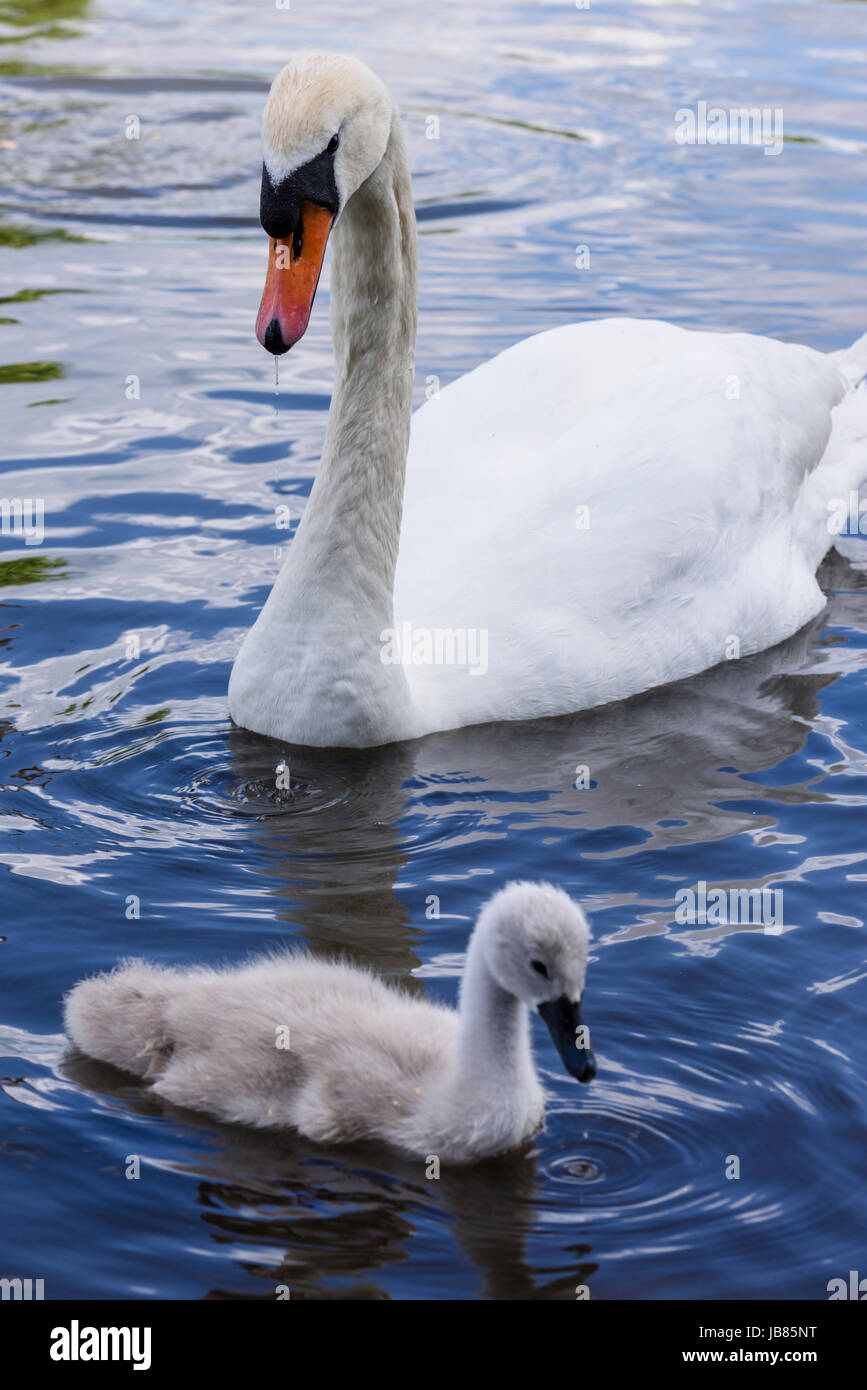 Femme cygne muet avec une cygnet natation dans un lac Banque D'Images