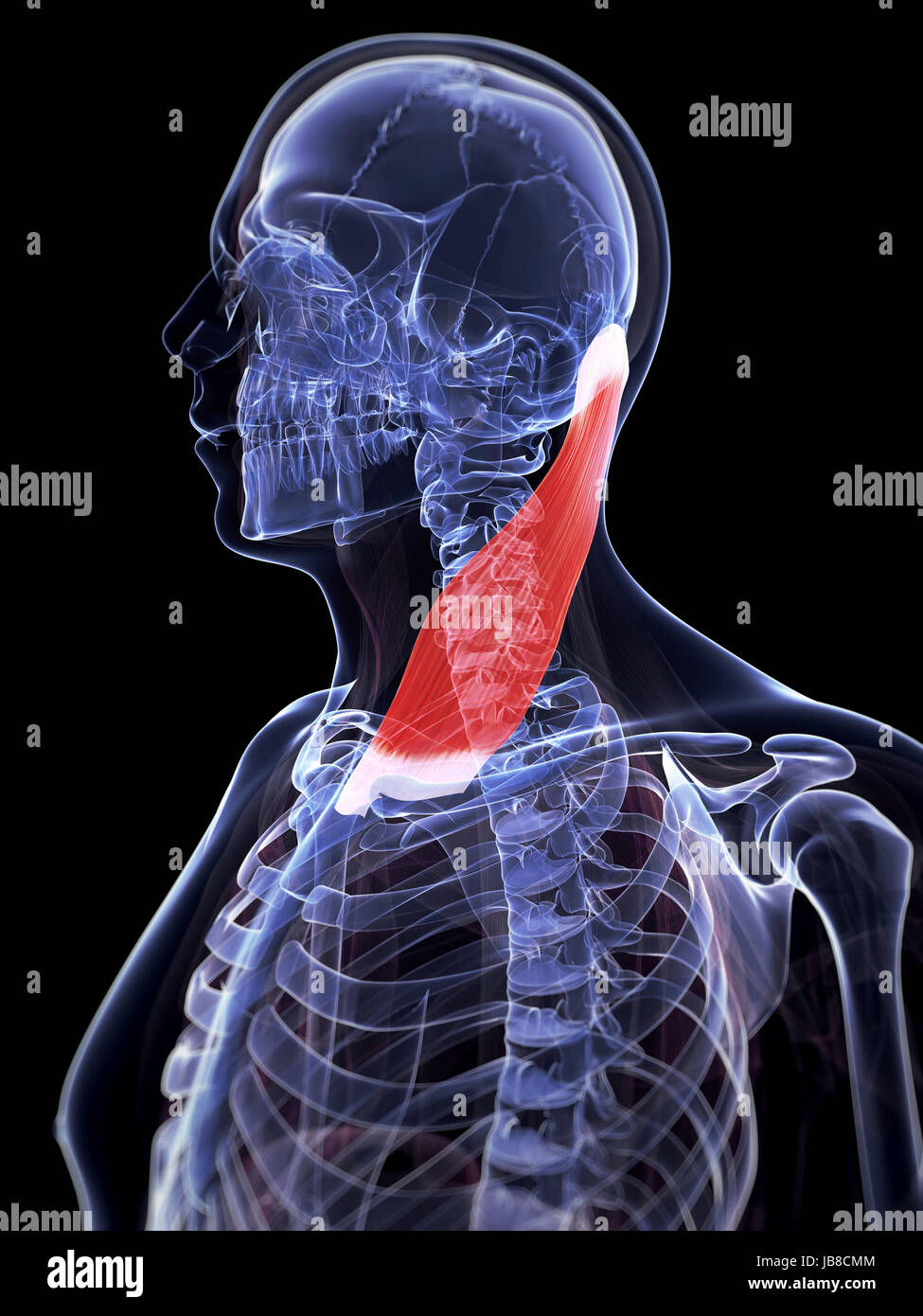 Rendu 3d illustration du muscle sternocléidomastoïdien Photo Stock Alamy
