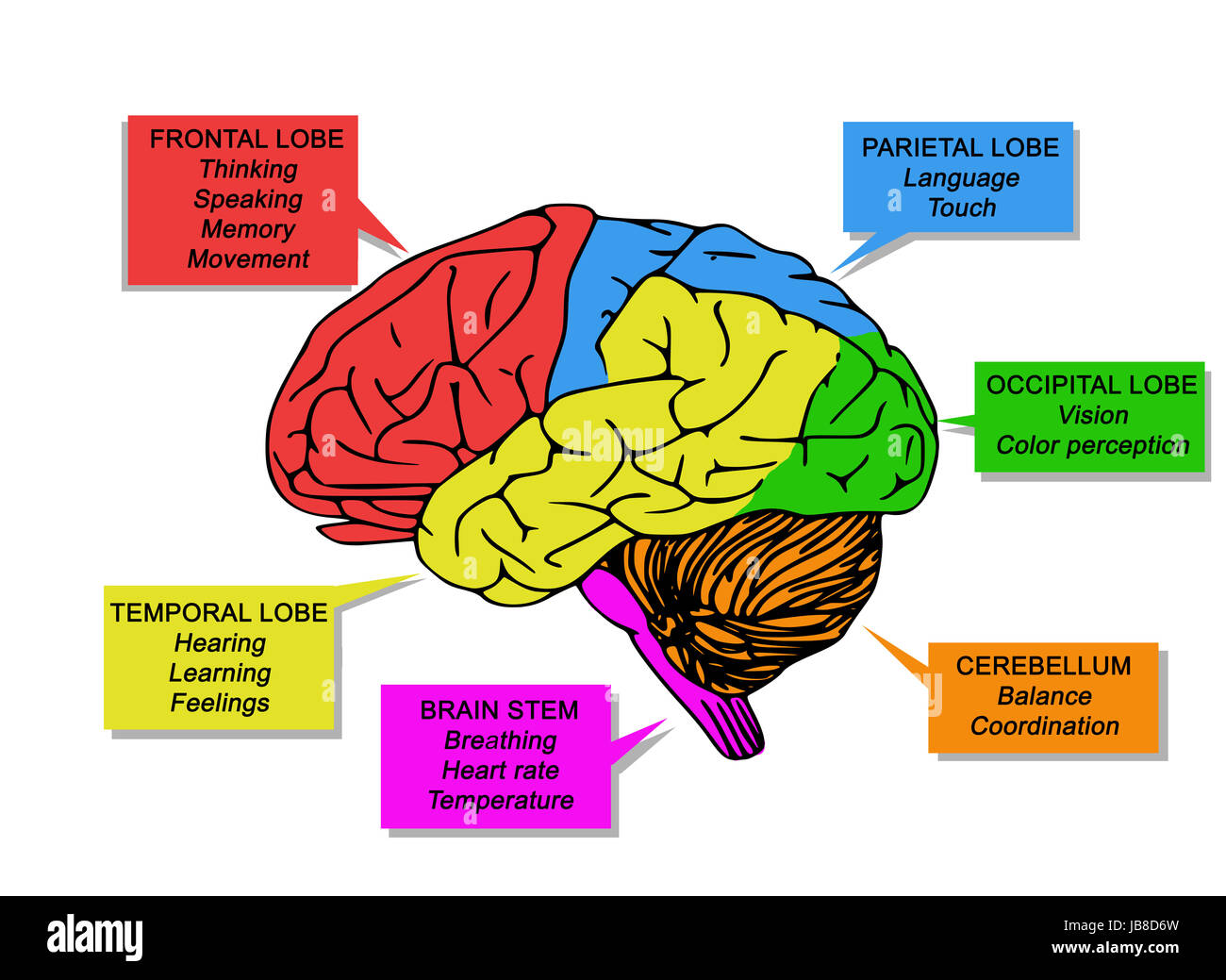 Fonctions du cerveau humain Banque D'Images