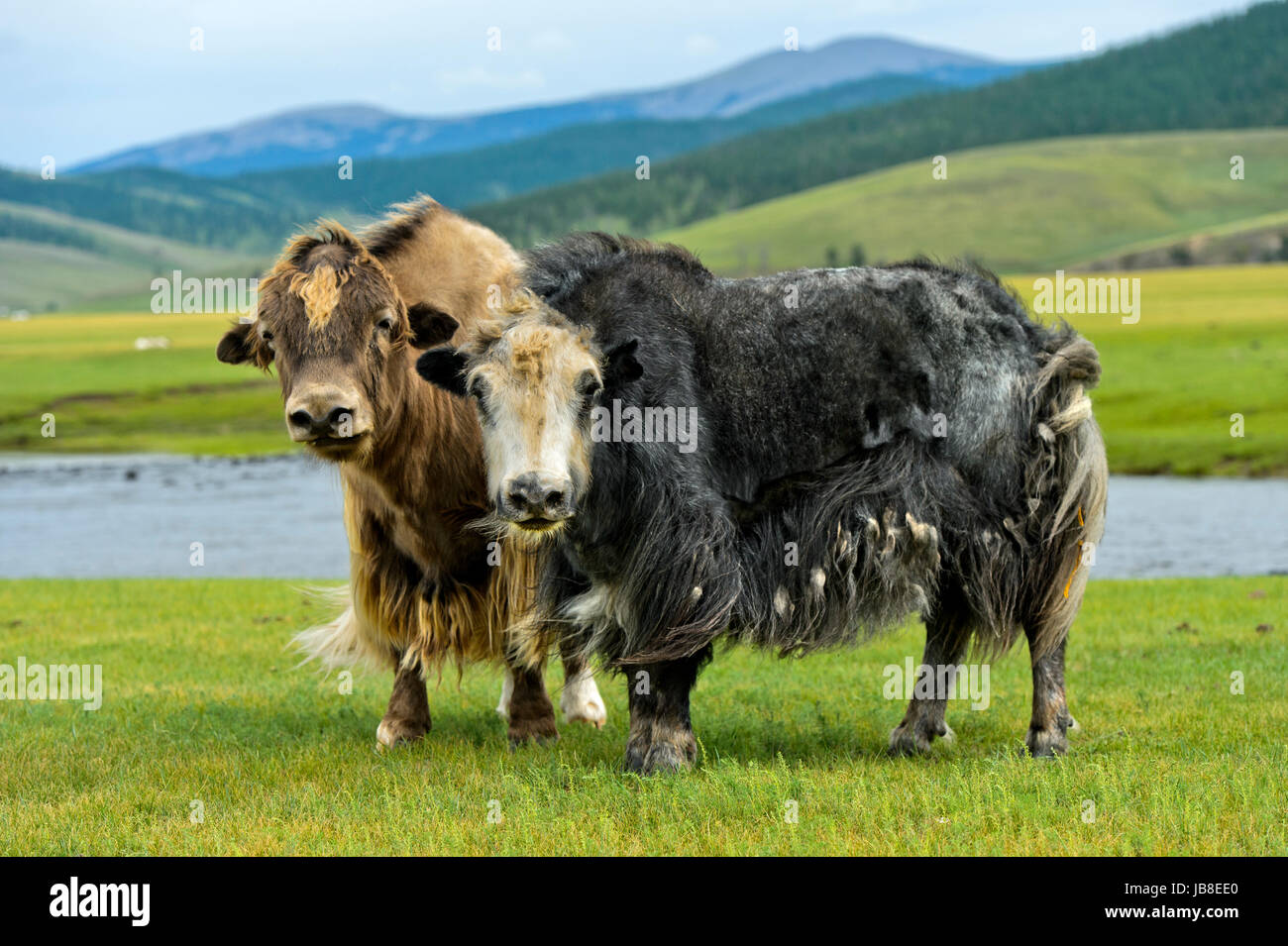 Deux Yaks (Bos mutus) avec de longs cheveux hirsutes, vallée de l'Orkhon, Khangai Nuruu Parc National, la Mongolie Aimag, Oevoerkhangai Banque D'Images