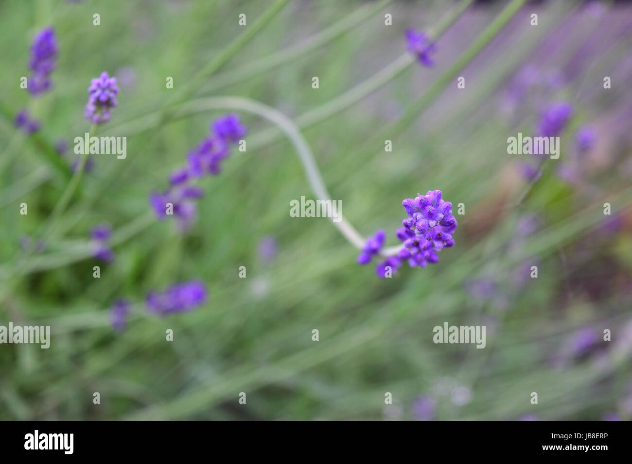 Gros plan sur la fleur de lavande. Petit arbuste aromatique à feuilles persistantes de la famille de la menthe, avec des feuilles étroites et des fleurs bleutées-pourpres utilisées en parfumerie. Banque D'Images